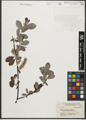Foto von Salix sitchensis Sanson ex Bong.